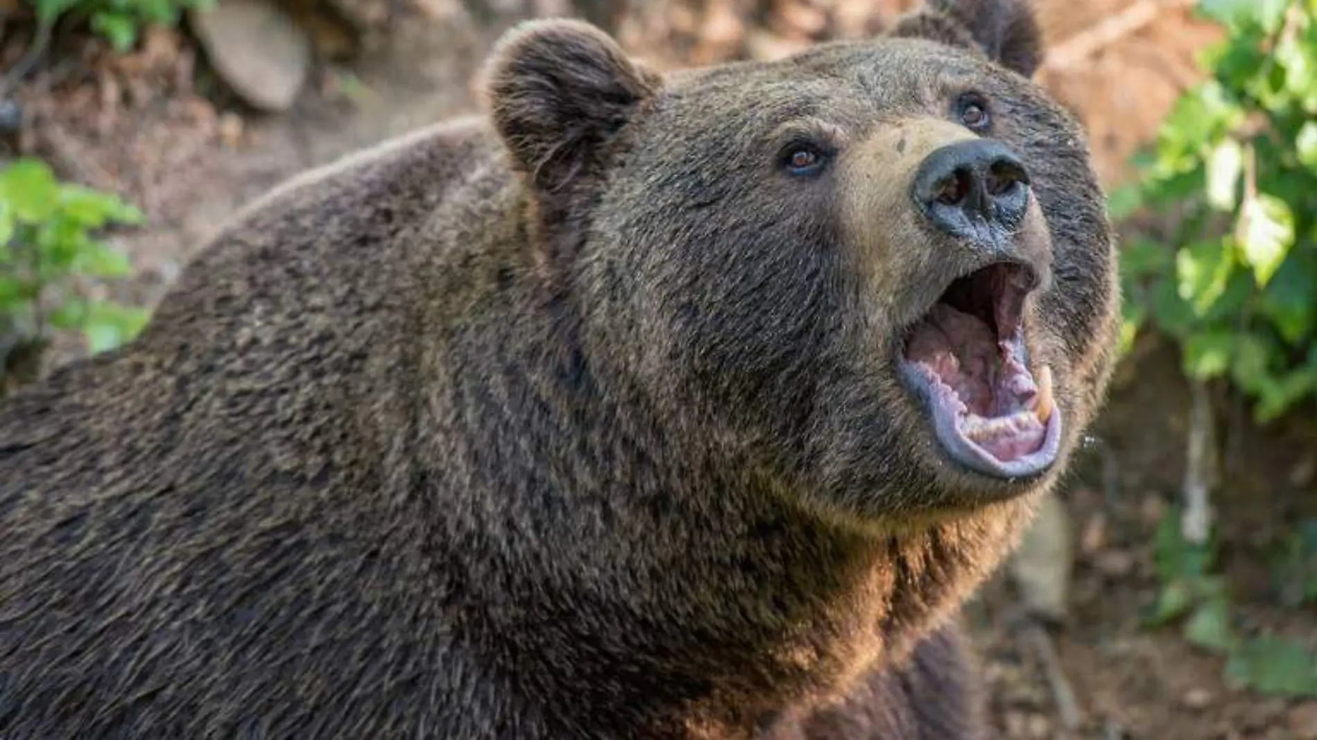 ¡Muy calurOSO! Calor obliga a un oso a refrescarse en una piscina en Nuevo León [video]